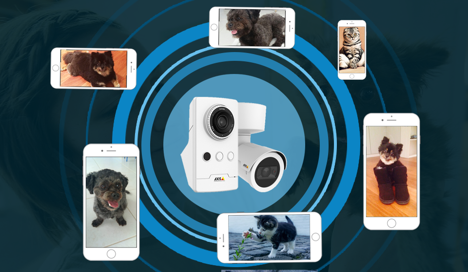 Vídeo monitoramento online como diferencial para Pet Shops